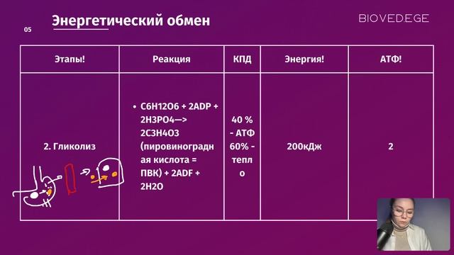 Энергетический обмен / ЕГЭ по биологии 2023 / BIOVED.EGE смотреть онлайн