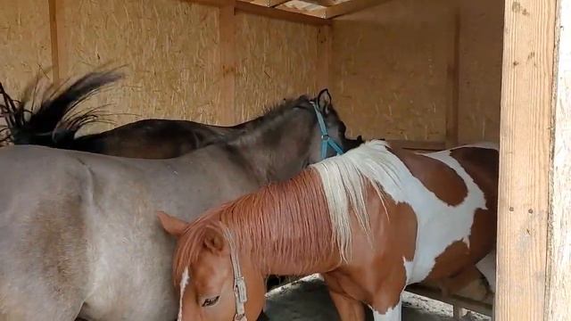 Свободный выгул. Навес.