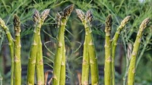 Выращивание Спаржи в открытом грунте как бизнес идея