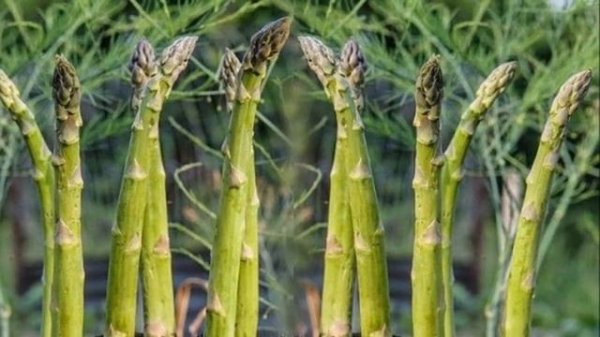 Выращивание Спаржи в открытом грунте как бизнес идея