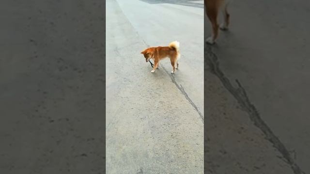 Как отучить собаку кусаться / Шиба кусается смотреть онлайн