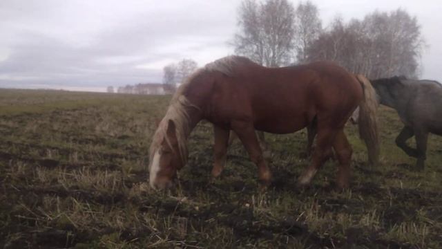 Русский тяжеловоз. Жеребец Суффикс смотреть онлайн