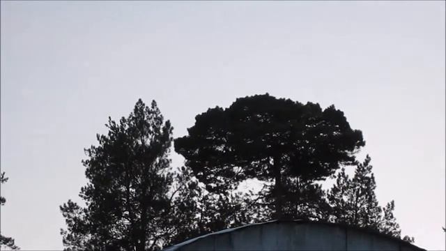 Ведьмино гнездо смотреть онлайн