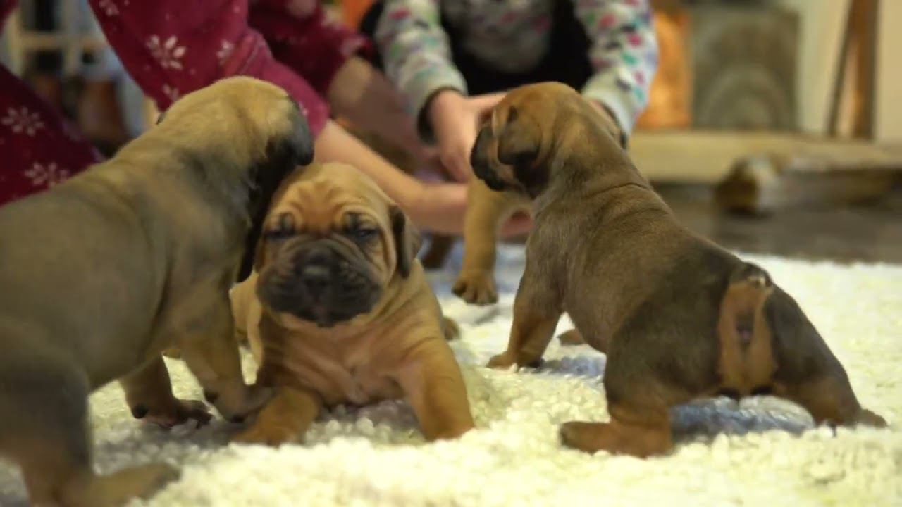 Щенки Южноафриканского бурбуля смотреть онлайн