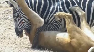 Посмотрите, на что Способен Самый Большой Буйвол в Мире