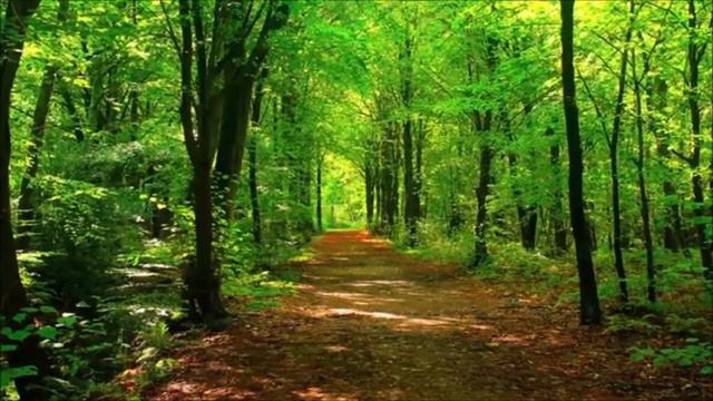 У берёз и сосен смотреть онлайн