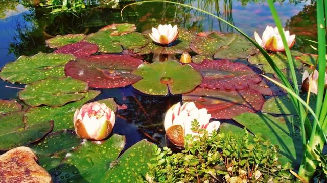 Видеофон. Футаж. Кувшинки распускаются. Цветы на воде. смотреть онлайн
