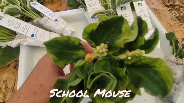 Распаковка посылки...хосты от Frances Hostas... первая часть хосты из серии Mouse..#hosta#mouse#