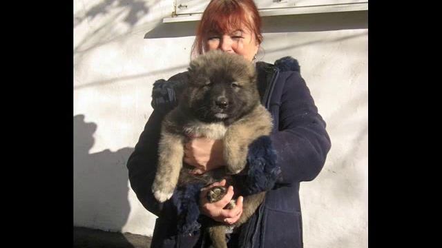 кавказские овчарки питомник ДОН КАЙРОС - элитные смотреть онлайн