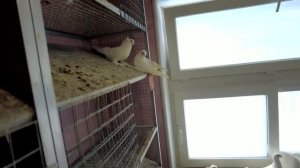 Полная версия поездки к Харлашину Виктору Ивановичу "Питомник Голуби России"