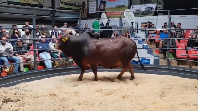 50 Huge Bulls of Boran breed | Hurwitz Farming South Africa смотреть онлайн