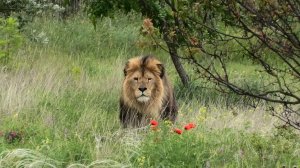 Куда пропадают львы в саванне? Опасный КОВЫЛЬ! Тайган