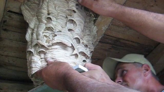 Как избавиться от шершней на дачном участке? смотреть онлайн