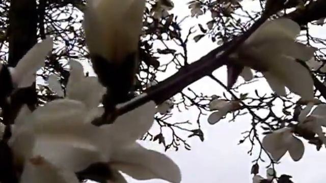 Magnolia & Cherry Blossum Time! смотреть онлайн