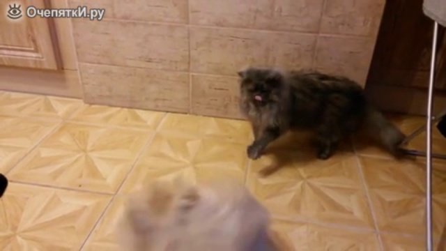 Смешной фырчащий пёсик и невозмутимый кот смотреть онлайн