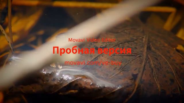 "Зорка Венера" смотреть онлайн