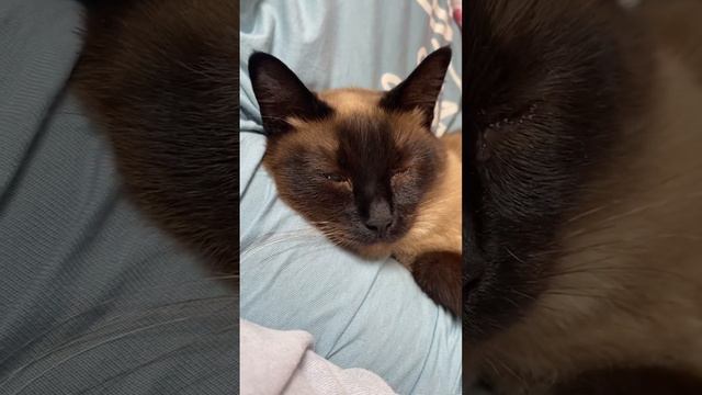 Кошка пришла полежать смотреть онлайн