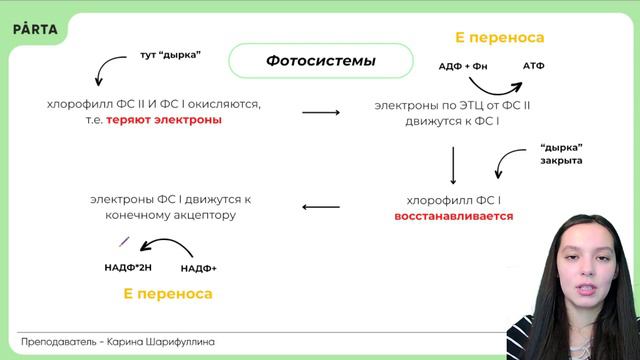 Фотосистемы для ЕГЭ по биологии | Биология ЕГЭ 2024 | PARTA смотреть онлайн