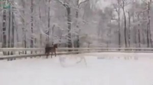 Погоняю лошадей,по снегу белому.