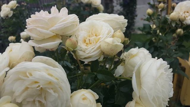 Роза Artemis (Артемис)