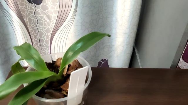 Пафиопедилумы))) Моя маленькая коллекция)))