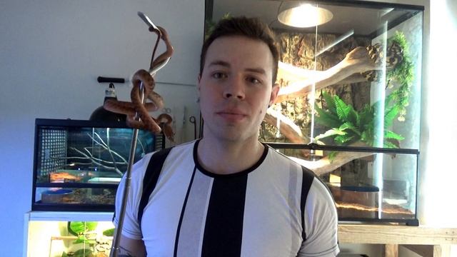 New Jungle Carpet Enclosure/Reptile Room updates смотреть онлайн