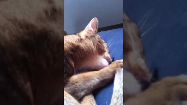 Кот сосун смотреть онлайн