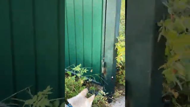 Странный домик в лесу смотреть онлайн