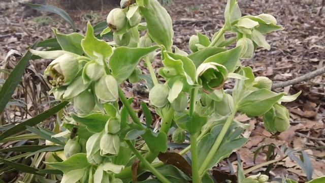 Honey Bees on Helleborus foetidus Feb 23rd Georgia, USA смотреть онлайн