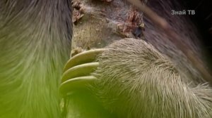 ГАРПИЯ -  огромный лесной орел, похищающий обезьян и даже ленивцев!