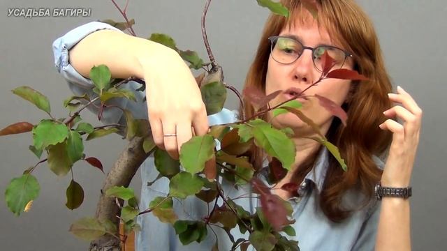 Бонсай из яблони (ч.2). смотреть онлайн