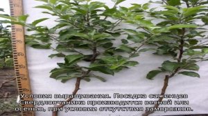 Яблоня Свердловчанин