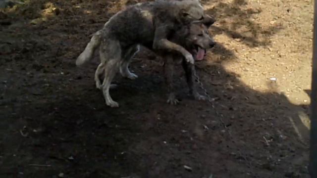 Бой собак смотреть онлайн