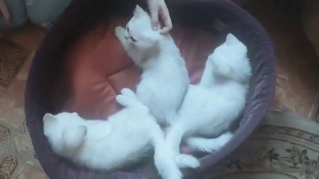 Продаю чистокровных британских шиншилл смотреть онлайн
