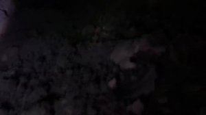 Берлога медведя. Как она выглядит. Смотрим.