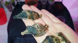 Результат посадки Замиокулькаса. Размножение замиокулькаса. Вариегатный замиокулькас.