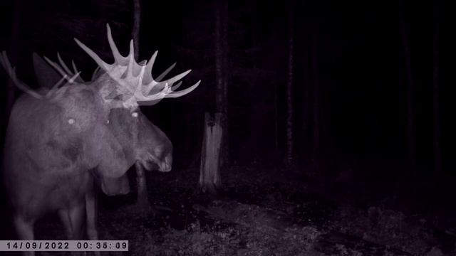 ВЕЛИКАН НАШЕГО ЛЕСА/ЛОСЬ ВО ВРЕМЯ ГОНА/КАДРЫ С ФОТОЛОВУШКИ смотреть онлайн