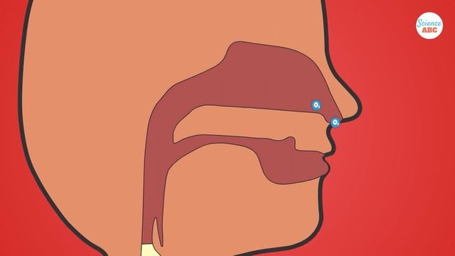 Respiratory System: From Inspiration to Expiration Explained in Simple Words смотреть онлайн