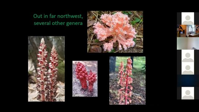 Blueberries, Azaleas, and Rhodies! Oh My! смотреть онлайн