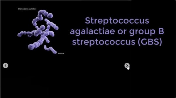 Streptococcus agalactiae or group B streptococcus (GBS)