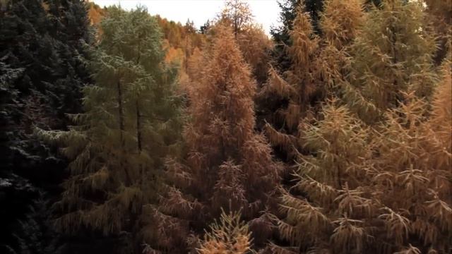 О лесах и людях   Russian Aliona Antonova