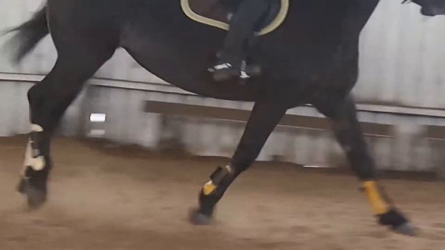 Милана 160217 Лошадь продается смотреть онлайн