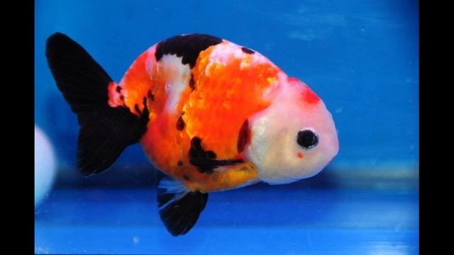 Тушда балик курса нима булади туш табири