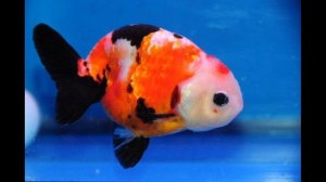 Тушда балик курса нима булади туш табири