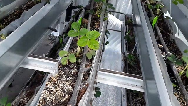 Сила света в теплице от солнца и искуственного освещения.