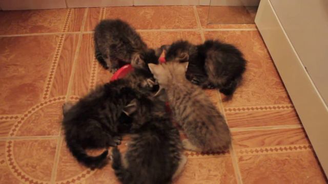 котята кушают сметану смотреть онлайн