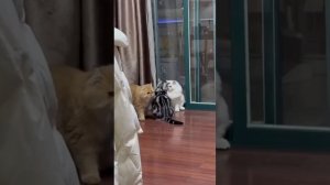 Что нашептал шерстяной?