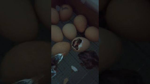 Открытие цеплячего сезона! Первый вывод 2022 года. Цесарка бролерная Франция. смотреть онлайн