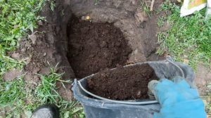 Посадка шарафуги (гибрид сливы, абрикоса и персика)