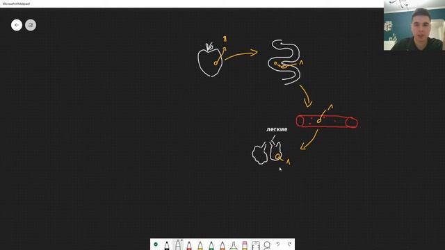 BioFamily: Жизненный цикл аскариды человеческой за 7 минут